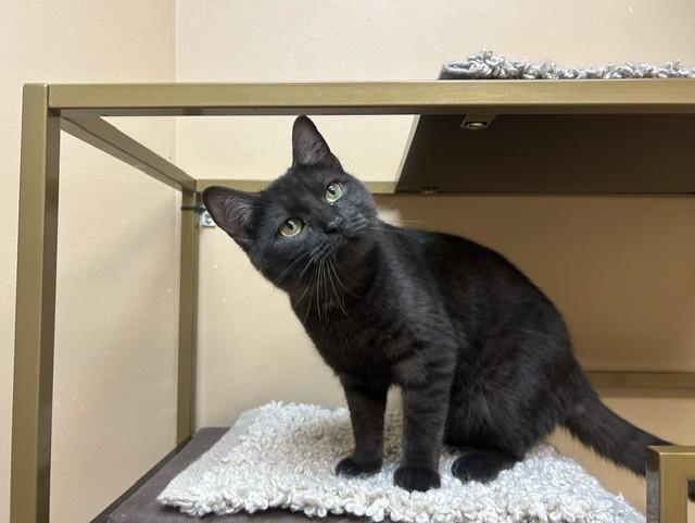 Enlarge Marley, a ADOPTABLE Domestic Short Hair in Chicago, IL image 2/4