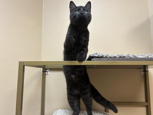 Enlarge Marley, a ADOPTABLE Domestic Short Hair in Chicago, IL image 4/4