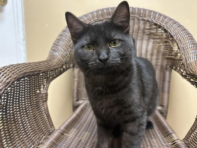 Marley, ADOPTABLE, Young Male Domestic Short Hair.