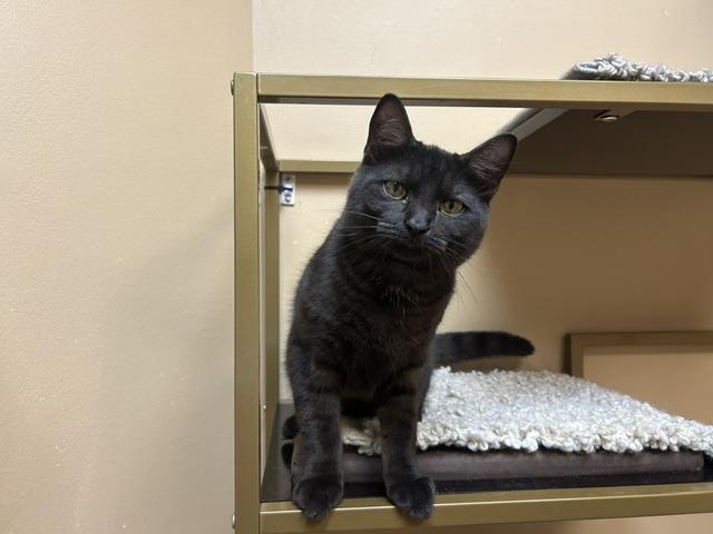 Enlarge Marley, a ADOPTABLE Domestic Short Hair in Chicago, IL image 3/4