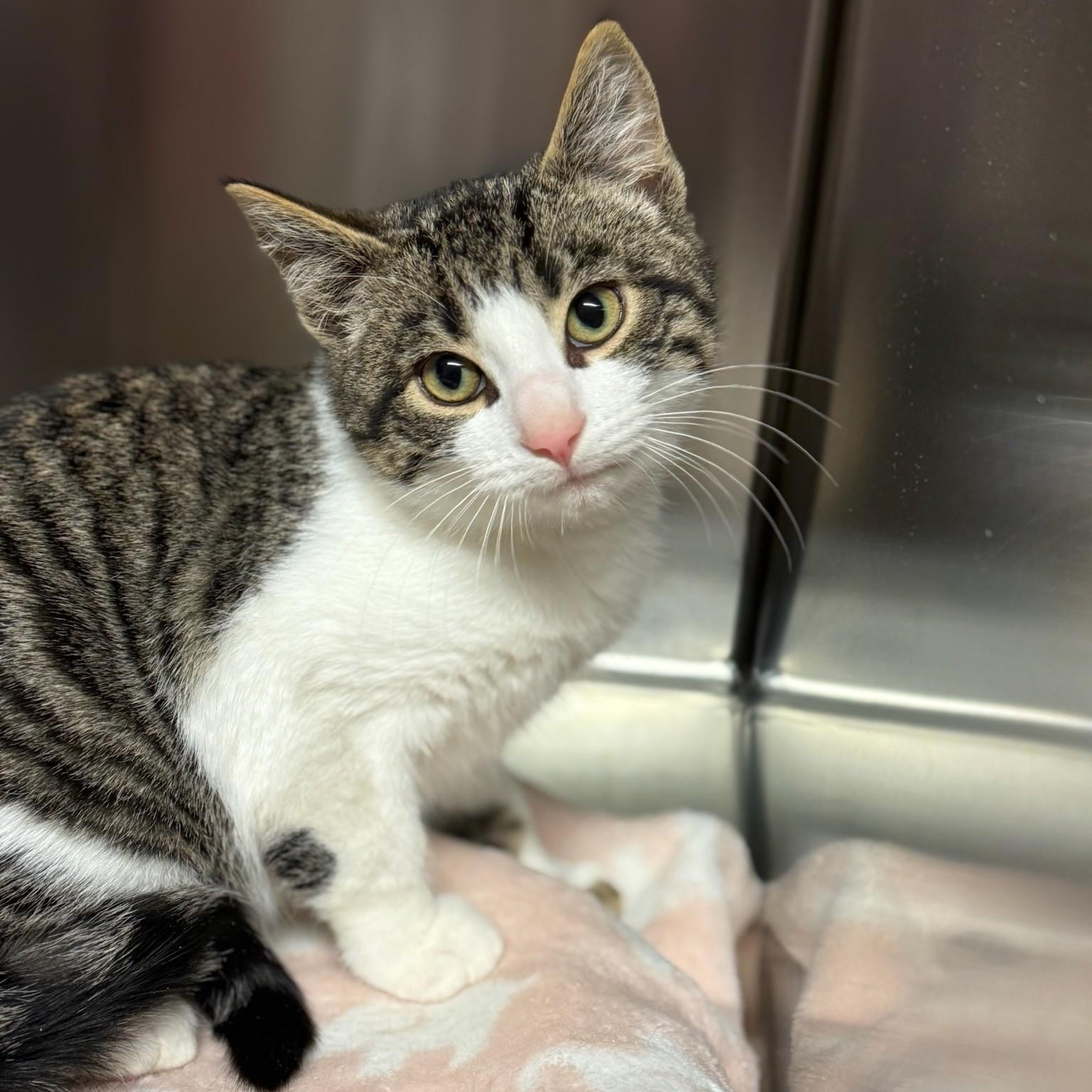 Lobster Roll, ADOPTABLE, Young Male Domestic Medium Hair.