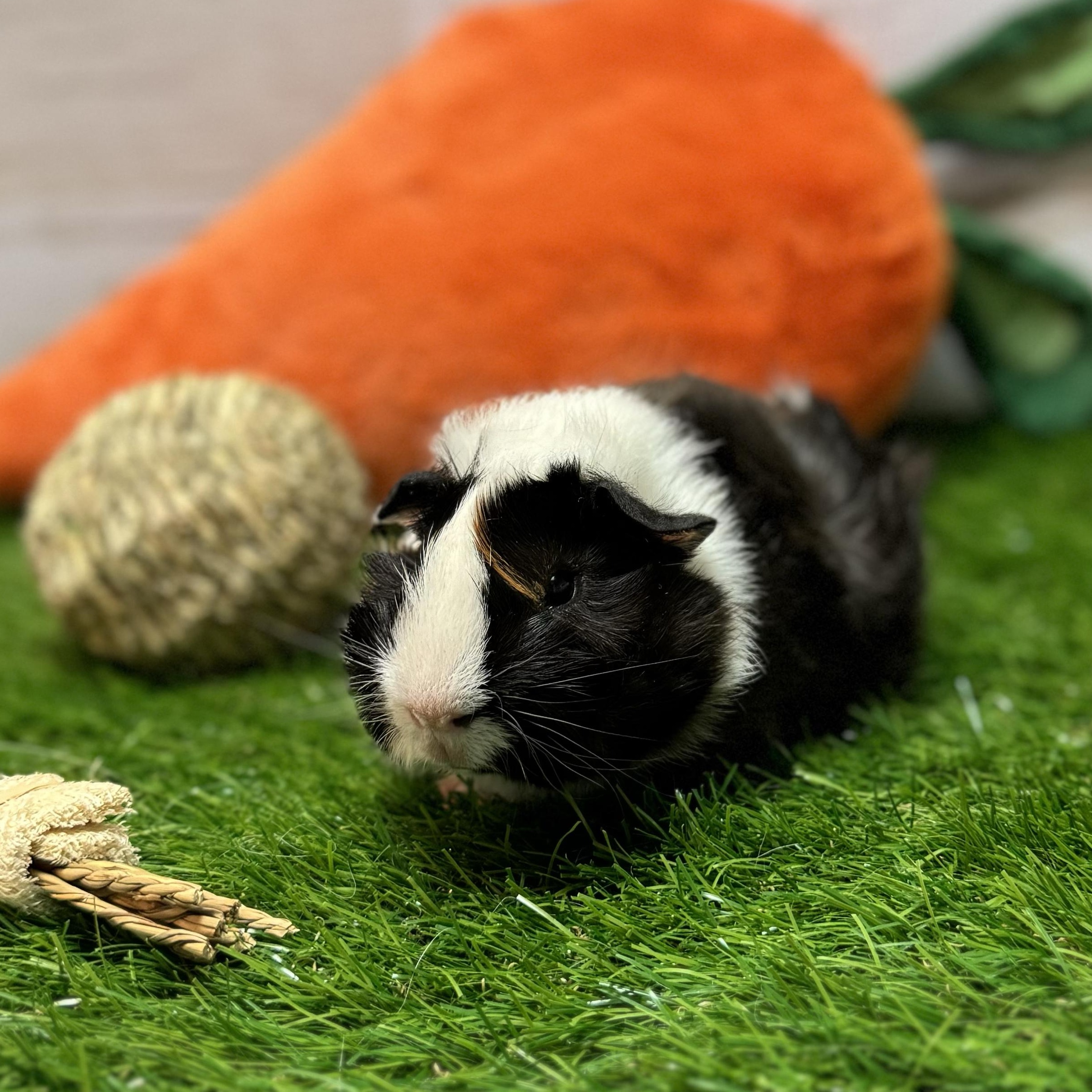 Bristol , Adoptable, Young Male Abyssinian.