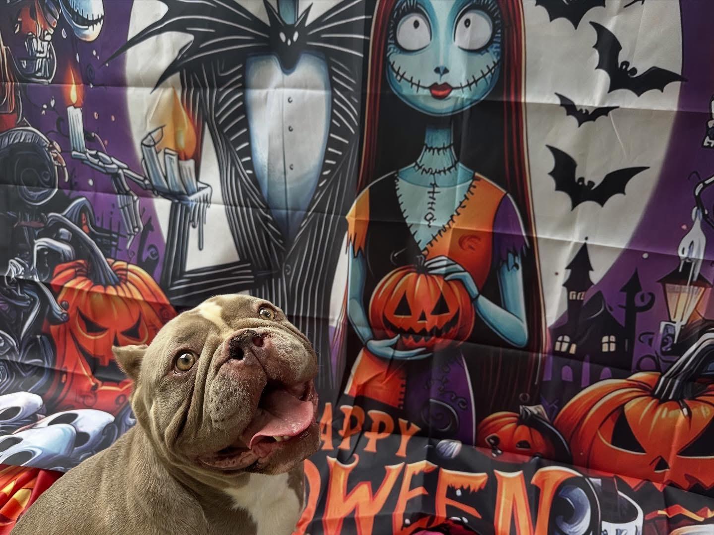 Wednesday & Pugsley thumbnail 3