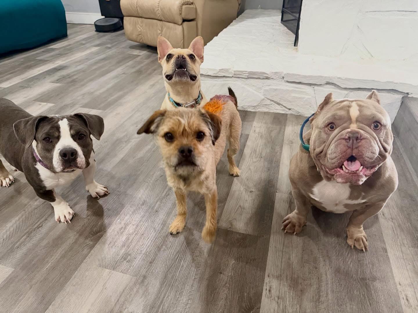 Enlarge Wednesday & Pugsley, a Adoptable Bulldog in Las Vegas, NV image 5/6