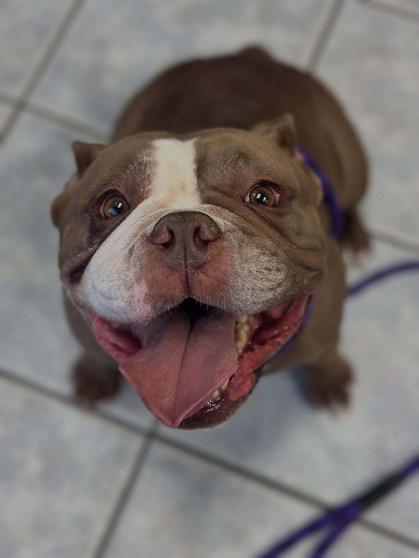 Enlarge Wednesday & Pugsley, a Adoptable Bulldog in Las Vegas, NV image 2/6