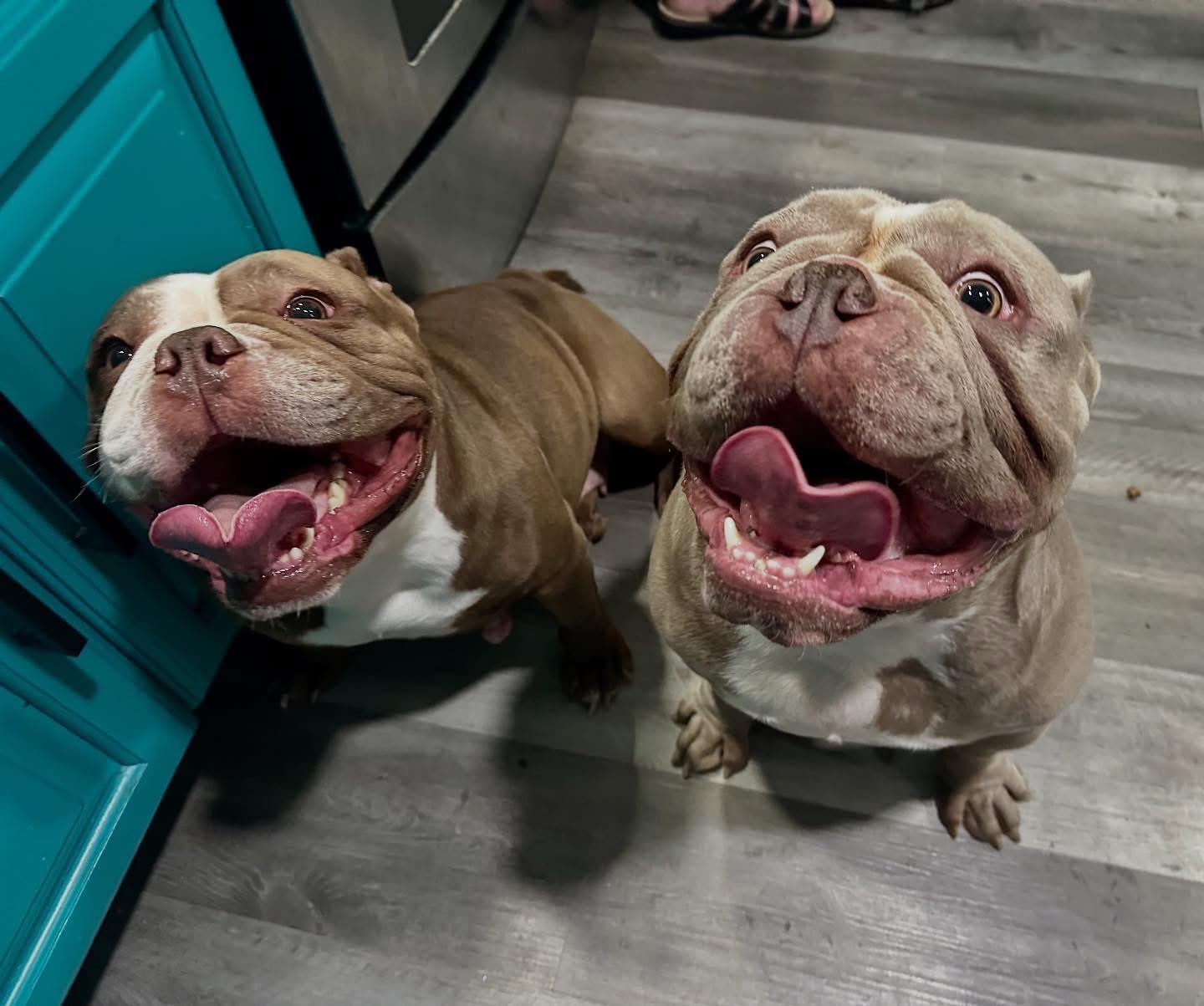 Wednesday & Pugsley, Adoptable, Young Male Bulldog.