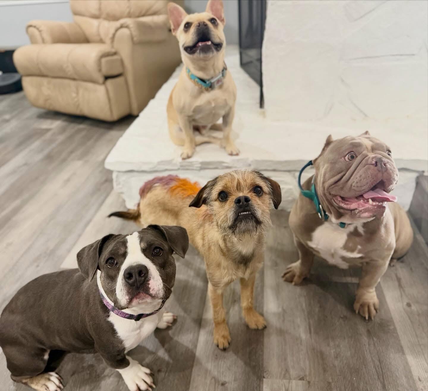 Enlarge Wednesday & Pugsley, a Adoptable Bulldog in Las Vegas, NV image 6/6