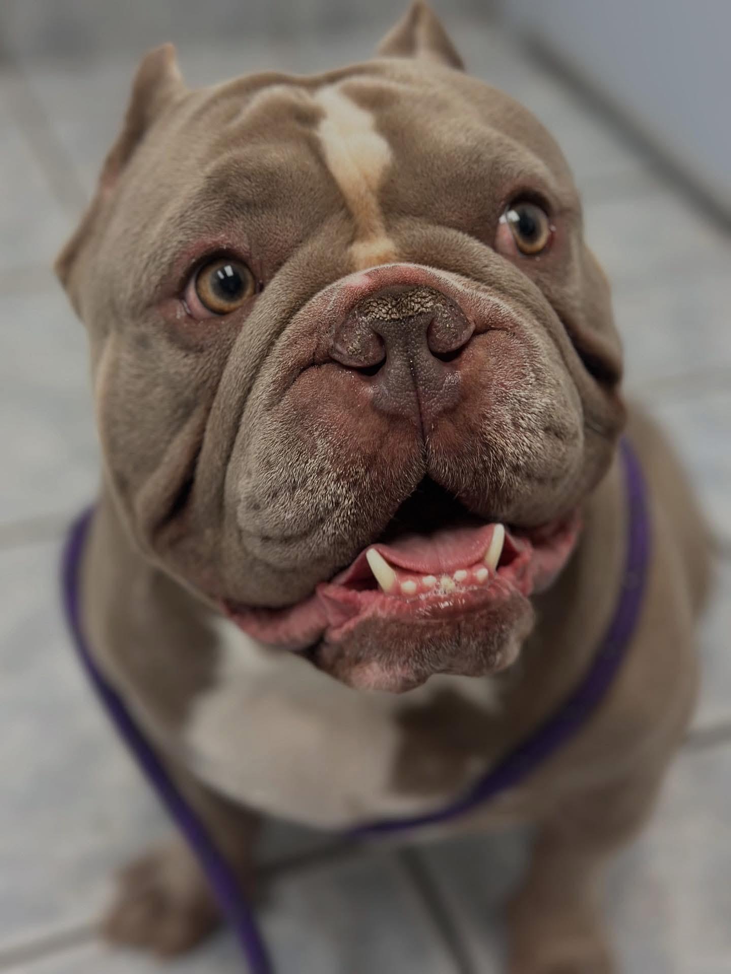 Enlarge Wednesday & Pugsley, a Adoptable Bulldog in Las Vegas, NV image 3/6