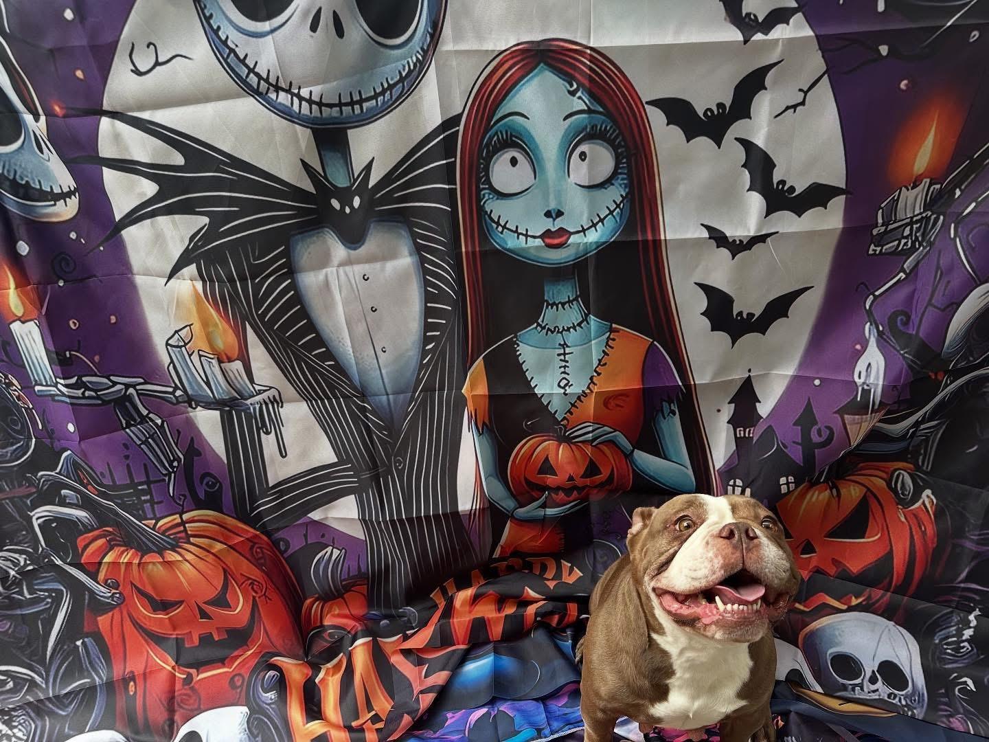 Wednesday & Pugsley thumbnail 5