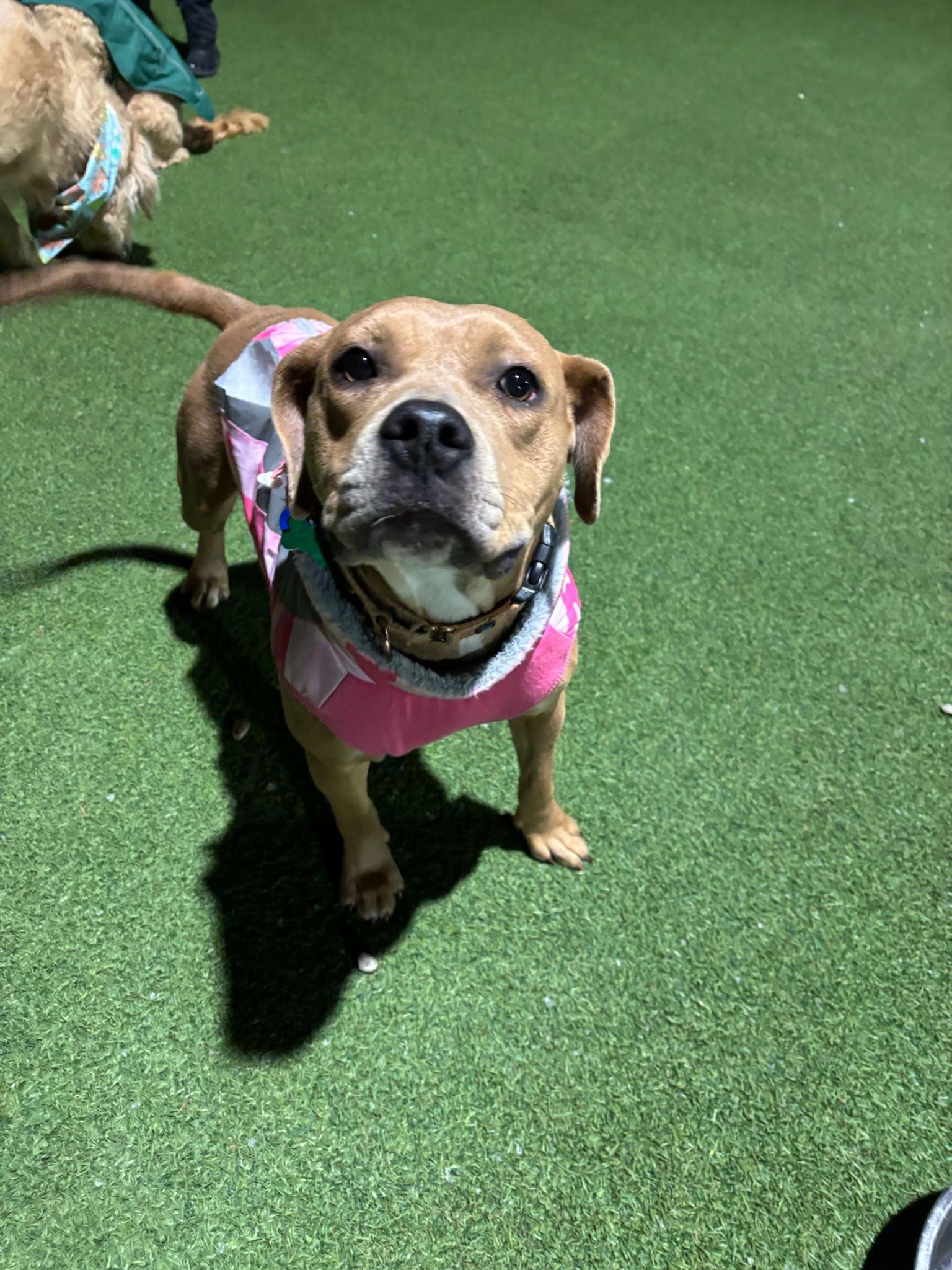 Bloom, a Adoptable American Bulldog in Powell, OH image 3/3