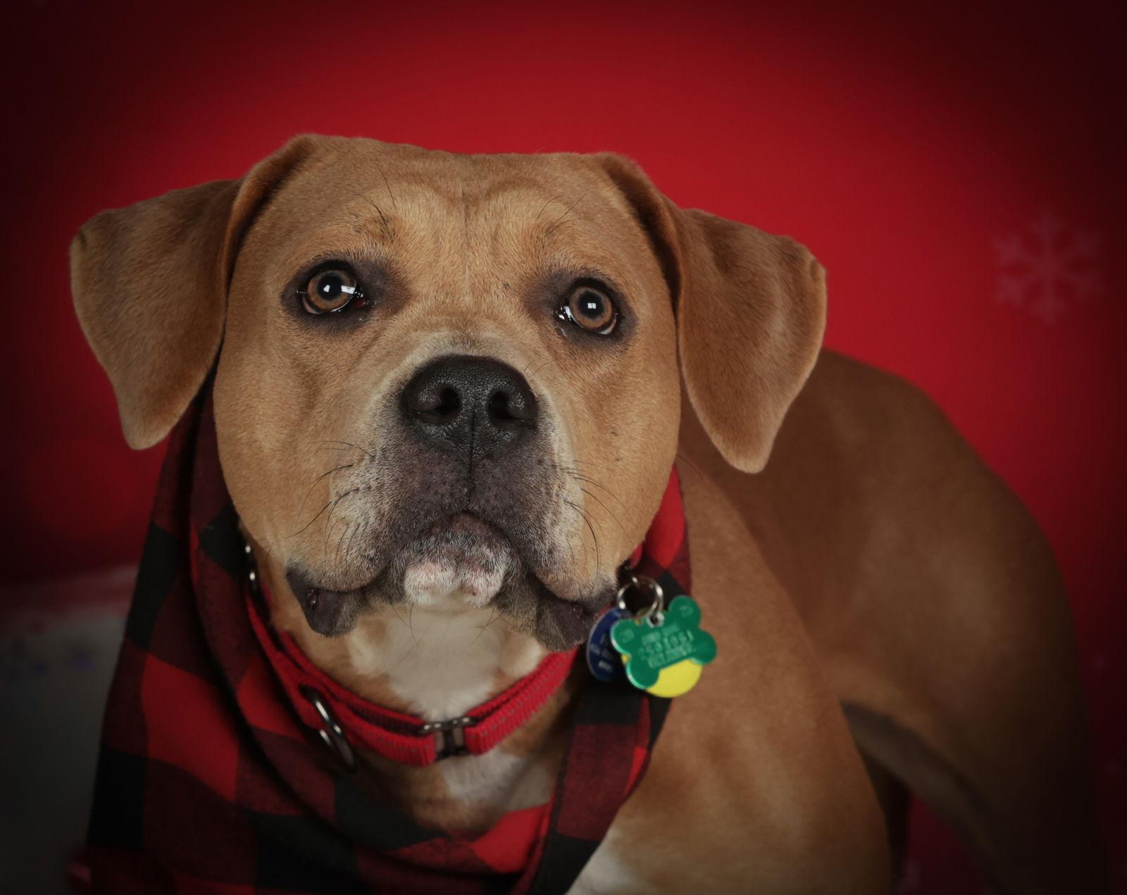 Bloom, a Adoptable American Bulldog in Powell, OH image 1/3