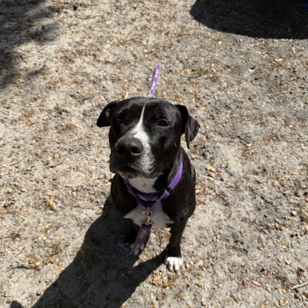 Isla, Adoptable, Adult Female Mixed Breed.