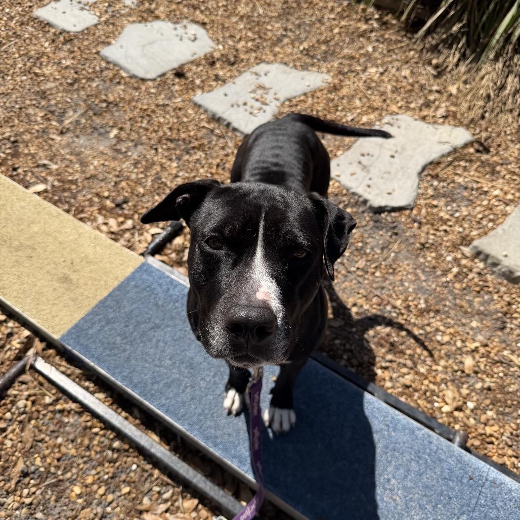 Enlarge Isla, a Adoptable Mixed Breed in Sarasota, FL image 2/4