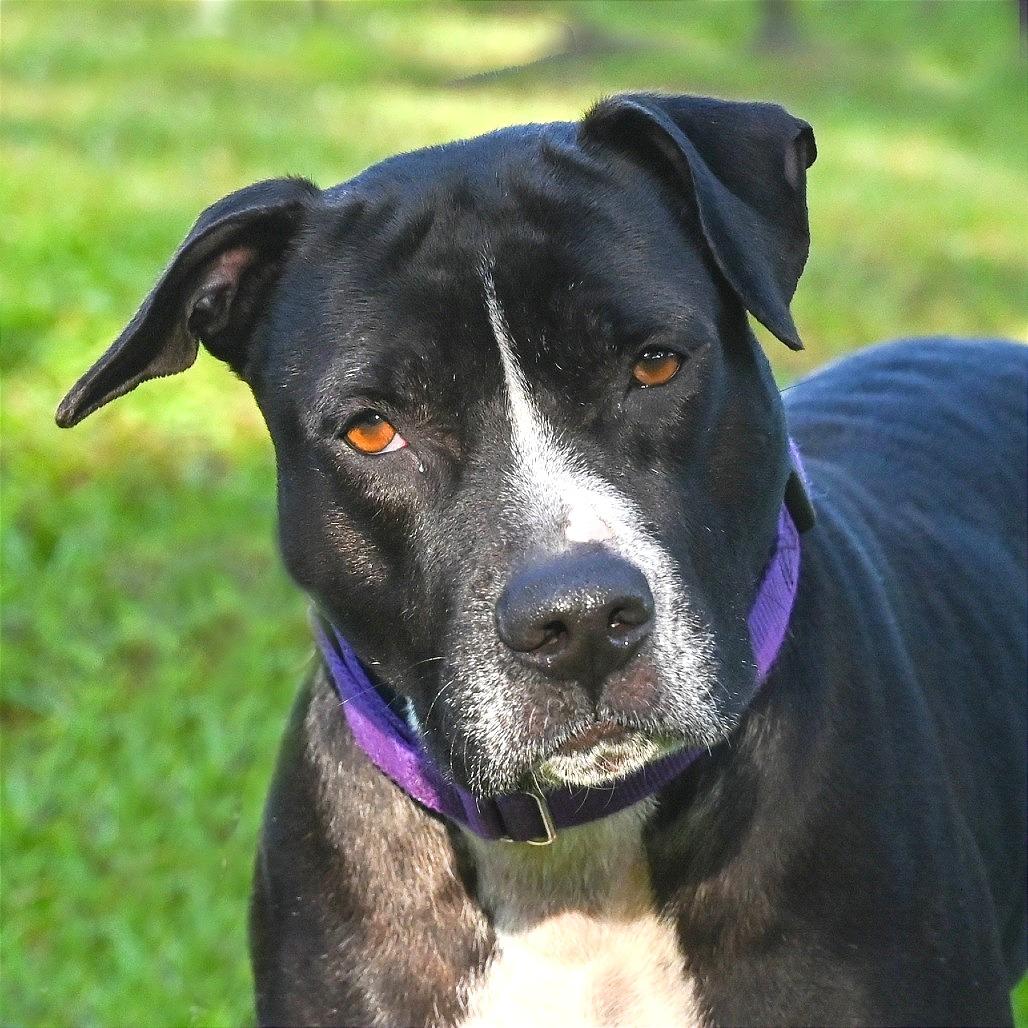 Enlarge Isla, a Adoptable Mixed Breed in Sarasota, FL image 3/6