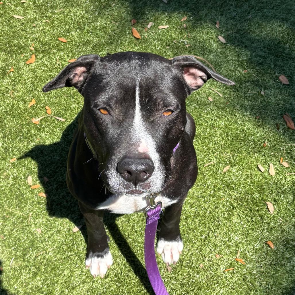 Enlarge Isla, a Adoptable Mixed Breed in Sarasota, FL image 4/6