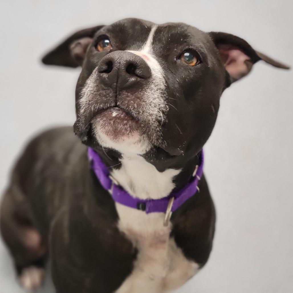 Enlarge Isla, a Adoptable Mixed Breed in Sarasota, FL image 3/4