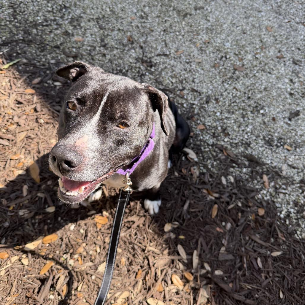 Enlarge Isla, a Adoptable Mixed Breed in Sarasota, FL image 4/4