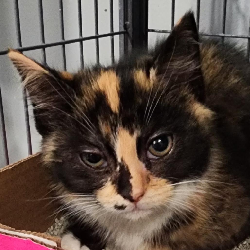 Marie, Adoptable, Kitten Female Domestic Short Hair.