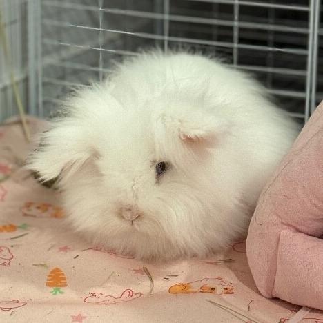 Enlarge Marshmallow, a Adoptable Angora Rabbit in Alma, WI image 2/6