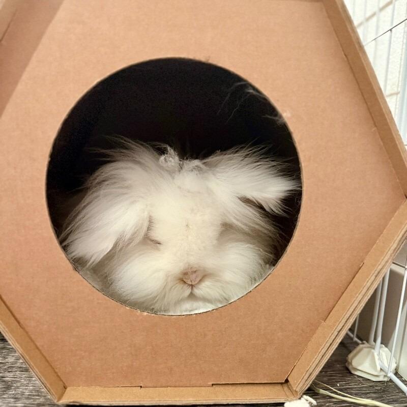 Enlarge Marshmallow, a Adoptable Angora Rabbit in Alma, WI image 3/6