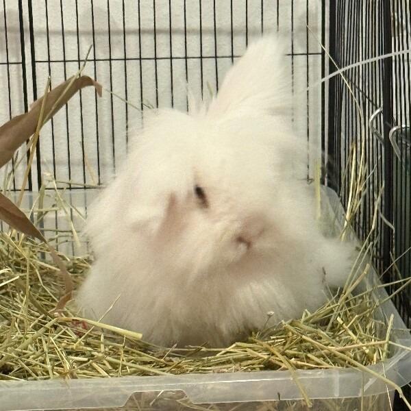 Enlarge Marshmallow, a Adoptable Angora Rabbit in Alma, WI image 4/6