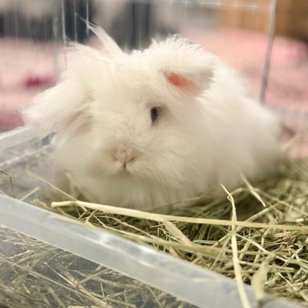 Marshmallow, Adoptable, Adult Female Angora Rabbit.