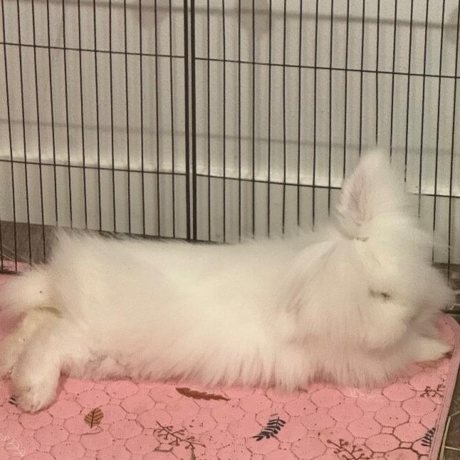 Enlarge Marshmallow, a Adoptable Angora Rabbit in Alma, WI image 5/6