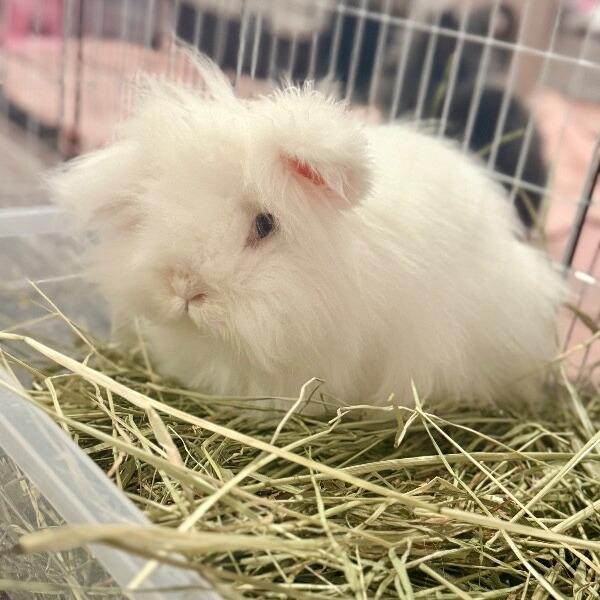 Enlarge Marshmallow, a Adoptable Angora Rabbit in Alma, WI image 6/6