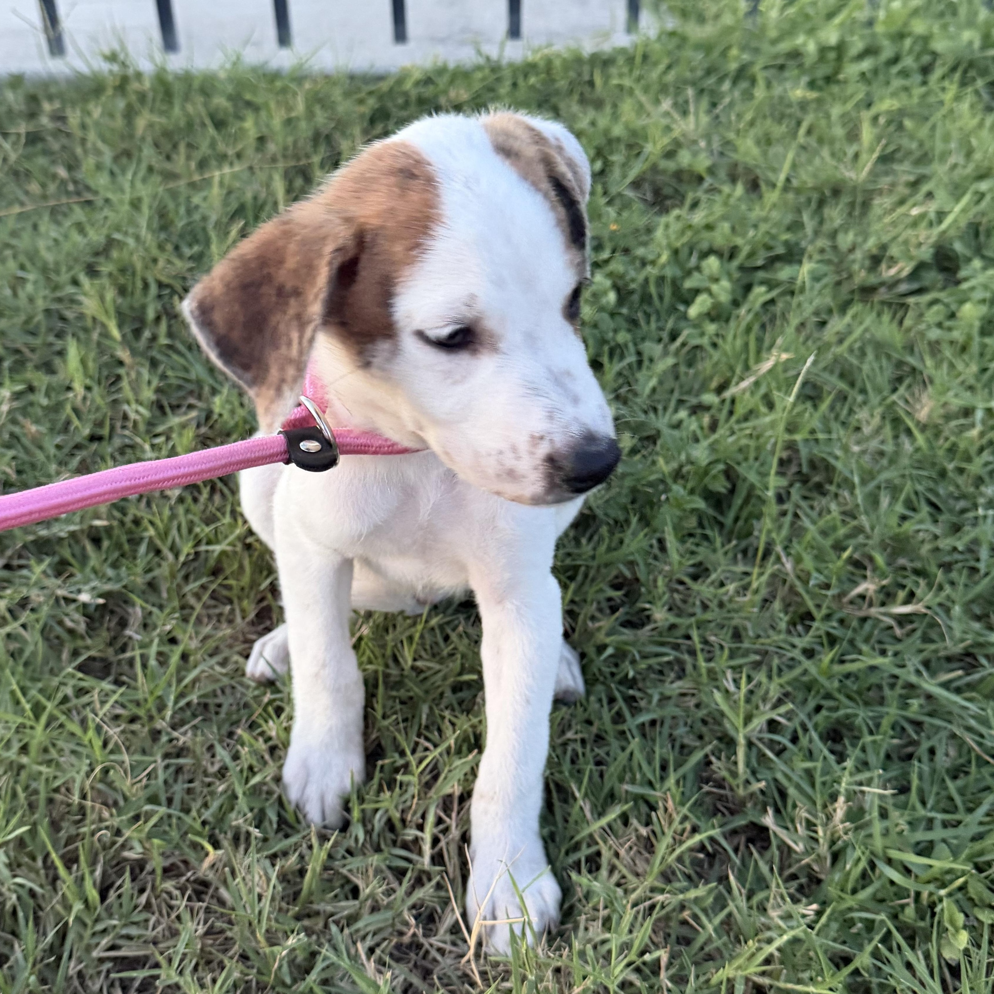 Enlarge Clove, a Adoptable mixed breed in Short Hills, NJ image 2/3