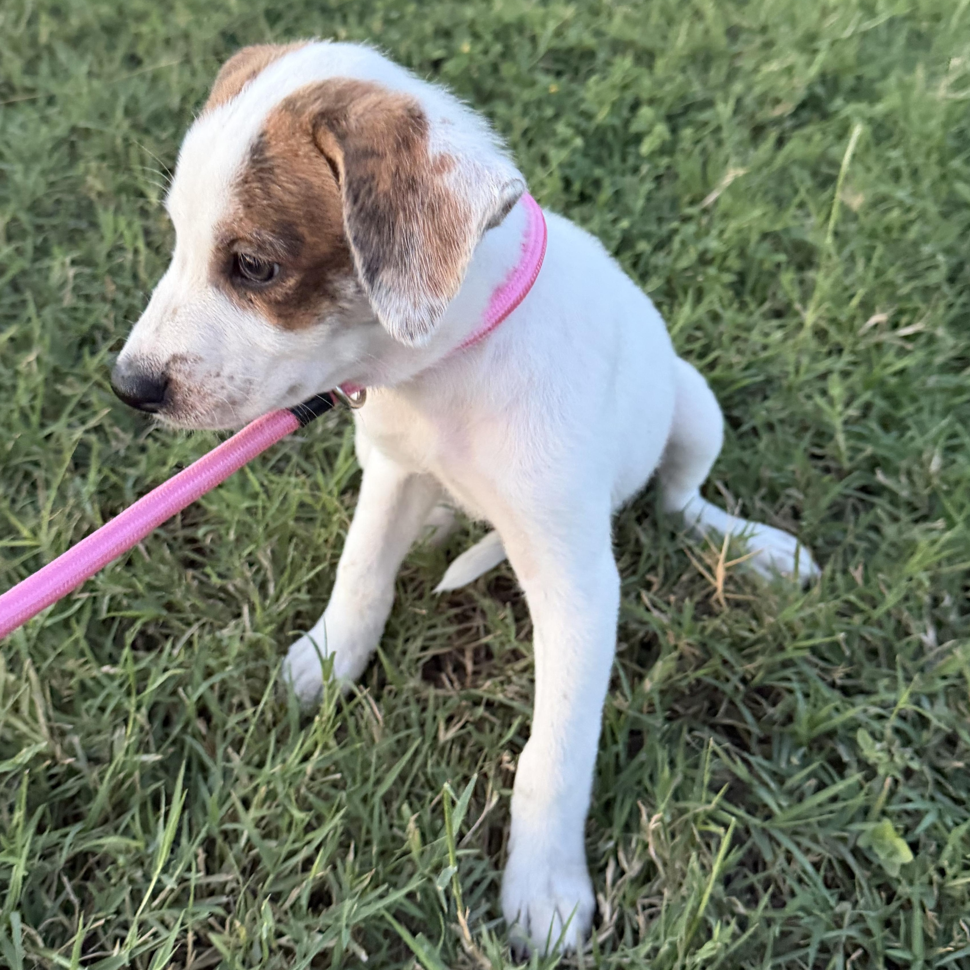 Enlarge Clove, a Adoptable mixed breed in Short Hills, NJ image 3/3