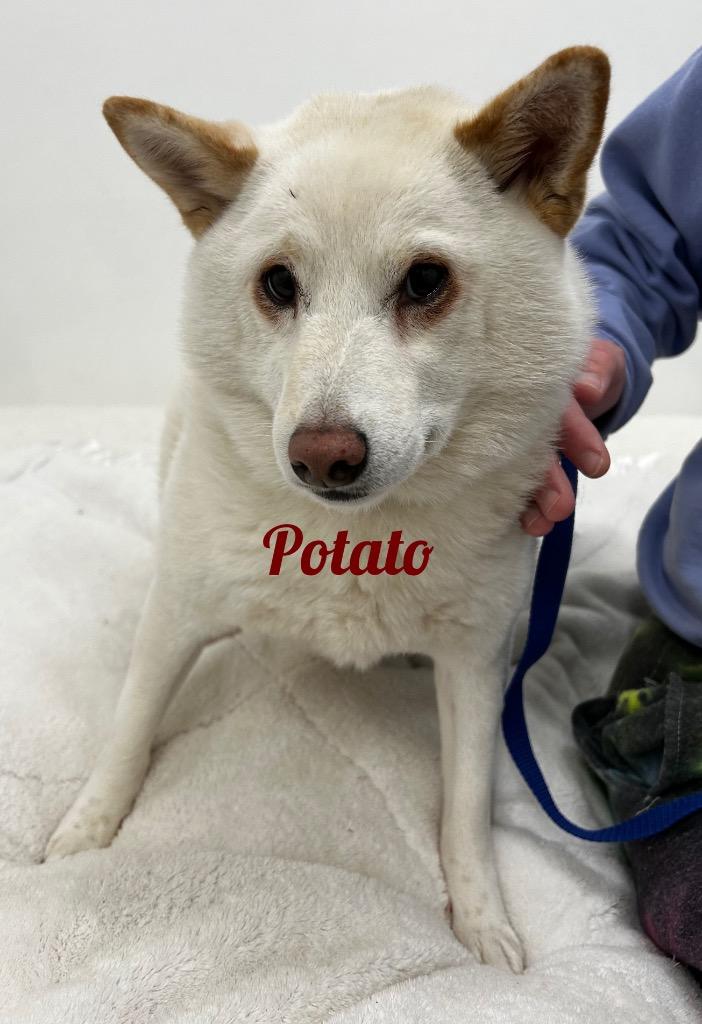 Enlarge Potatoe, a Adoptable Shiba Inu in Jacksonville, IL image 1/3