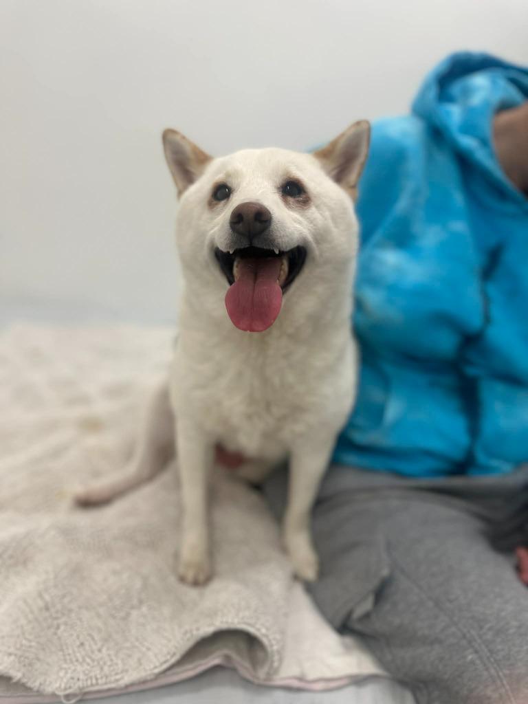 Enlarge Potatoe, a Adoptable Shiba Inu in Jacksonville, IL image 2/3