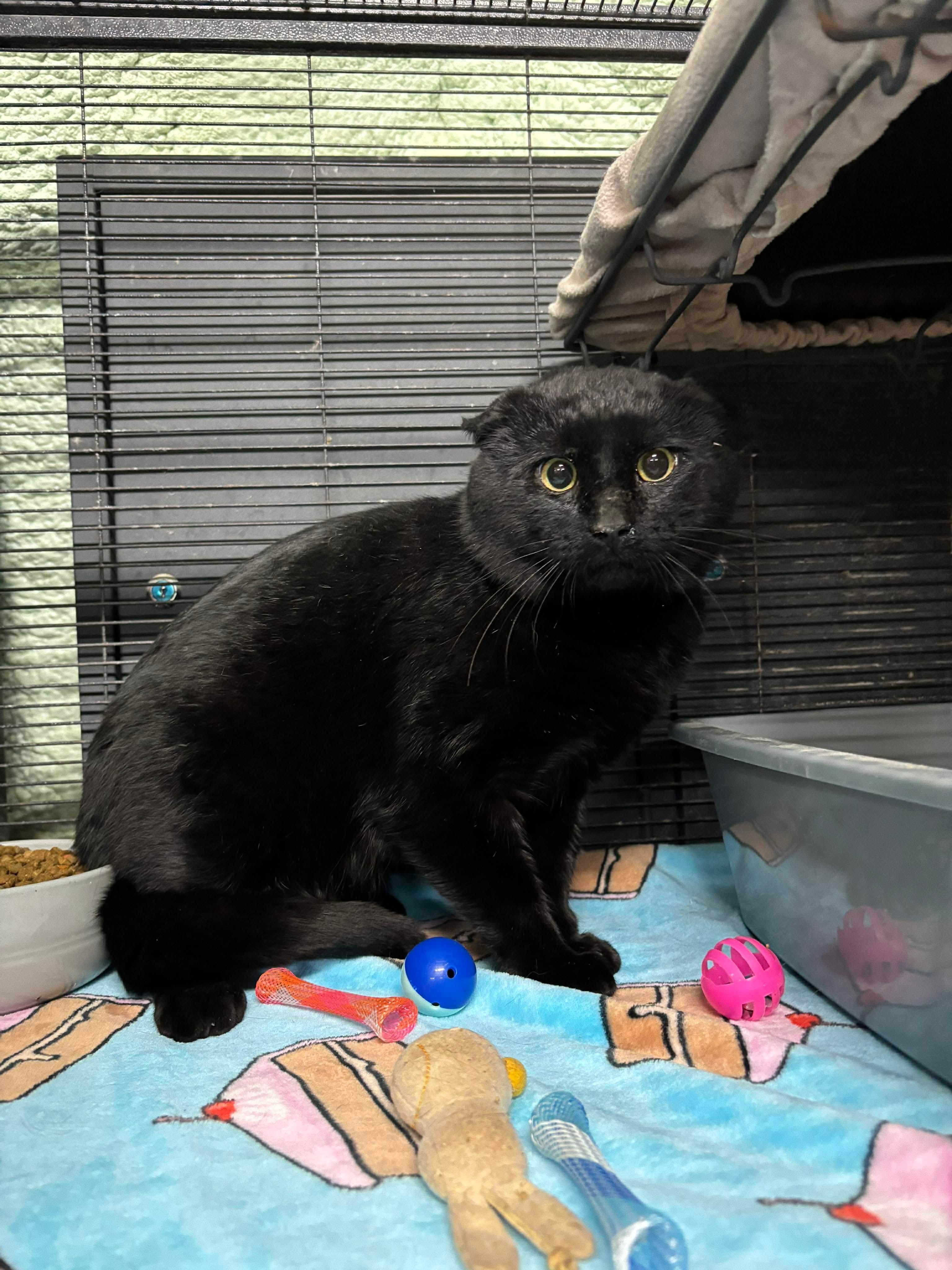 Enlarge GOLIATH, an adopted Domestic Short Hair in Tillsonburg, ON image 1/4