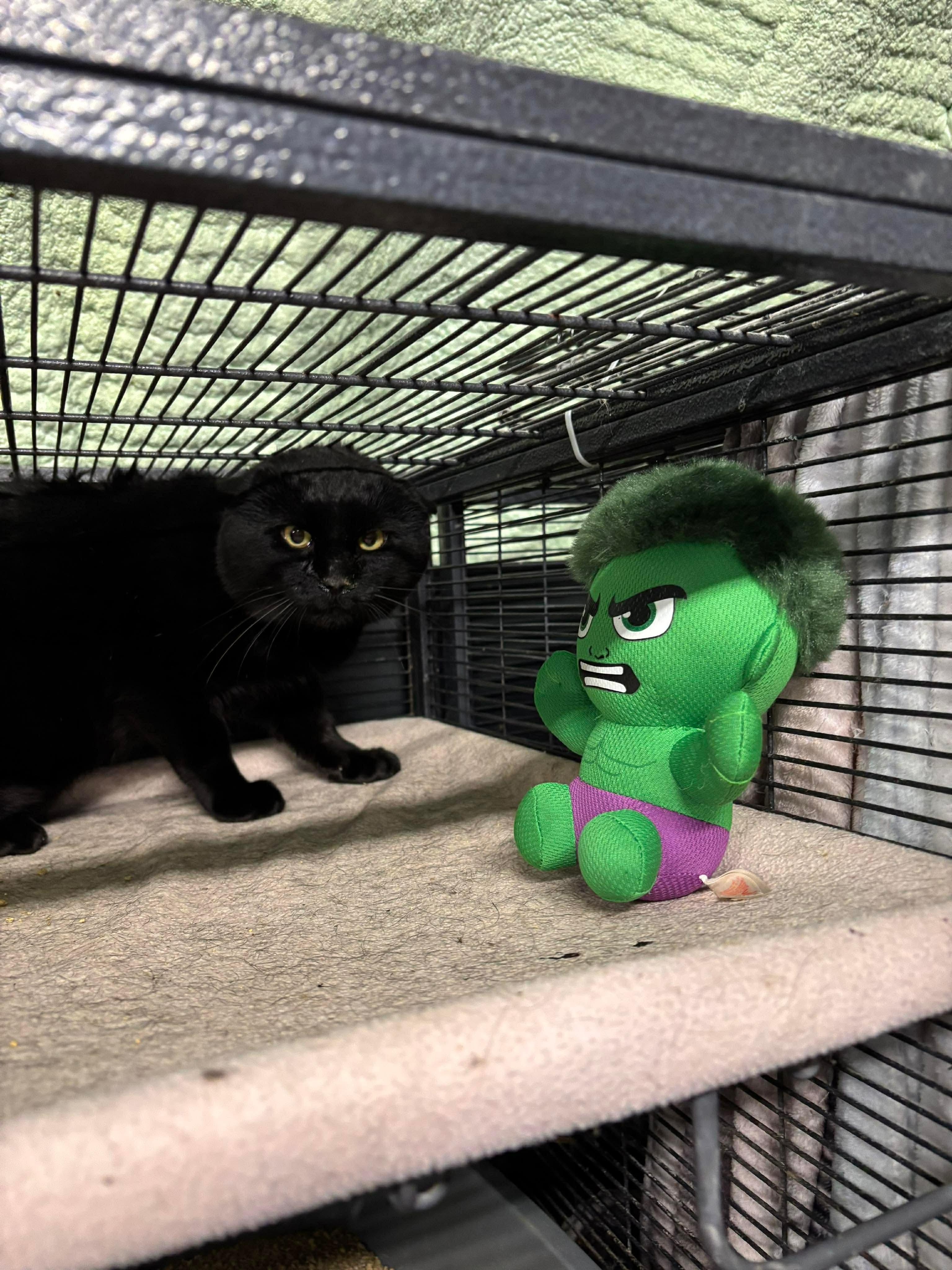 Enlarge GOLIATH, an adopted Domestic Short Hair in Tillsonburg, ON image 2/4