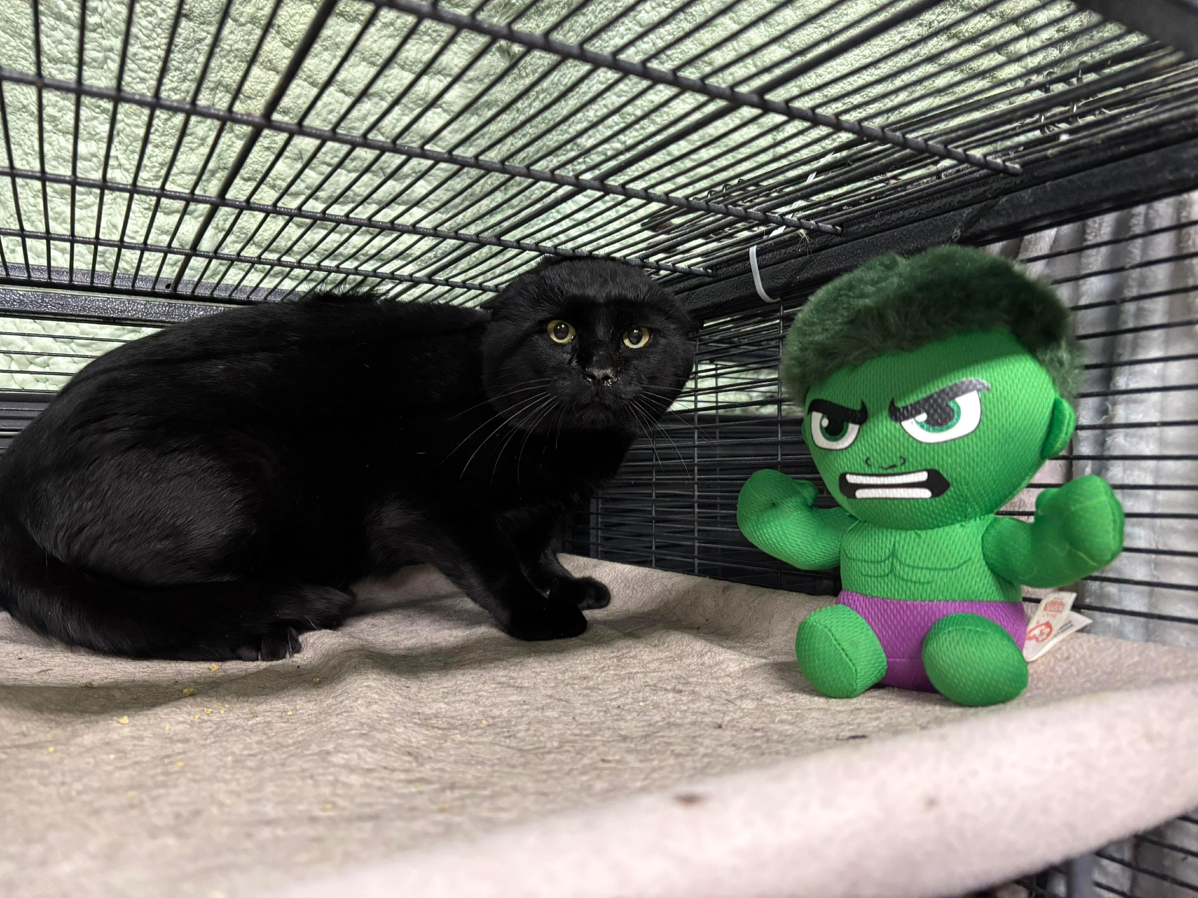 Enlarge GOLIATH, an adopted Domestic Short Hair in Tillsonburg, ON image 4/4