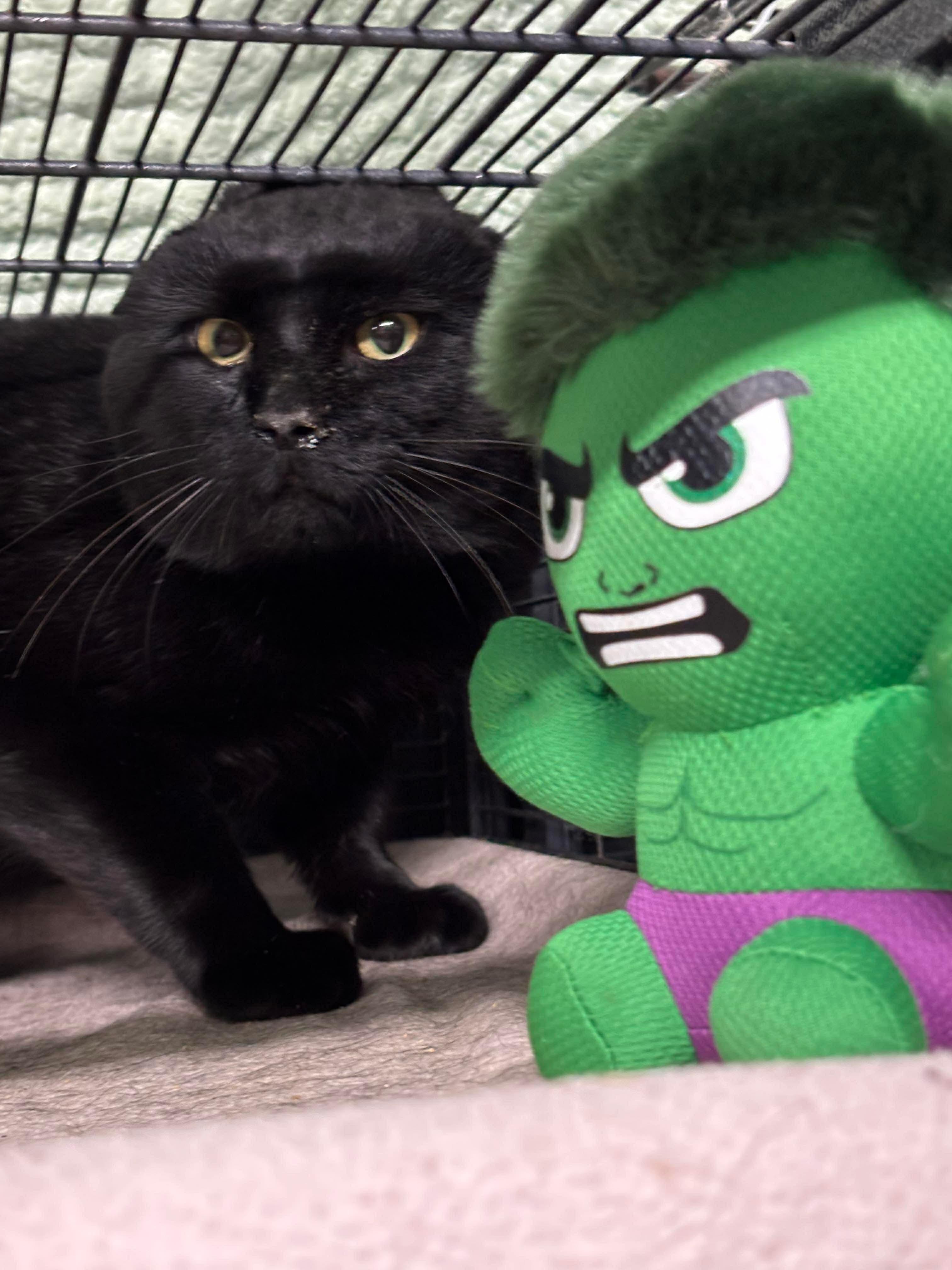 Enlarge GOLIATH, an adopted Domestic Short Hair in Tillsonburg, ON image 3/4