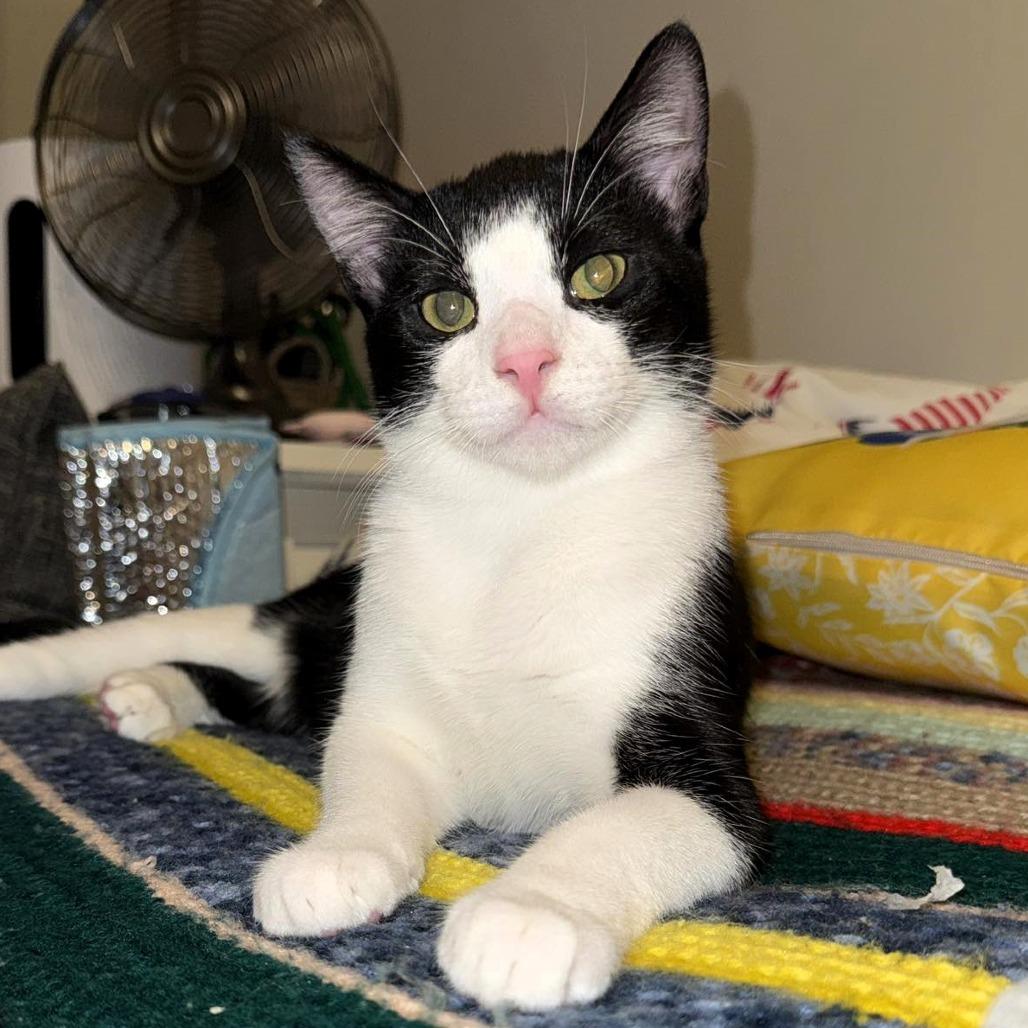 Enlarge Thames, a Adoptable Domestic Short Hair in Shawnee, KS image 1/5