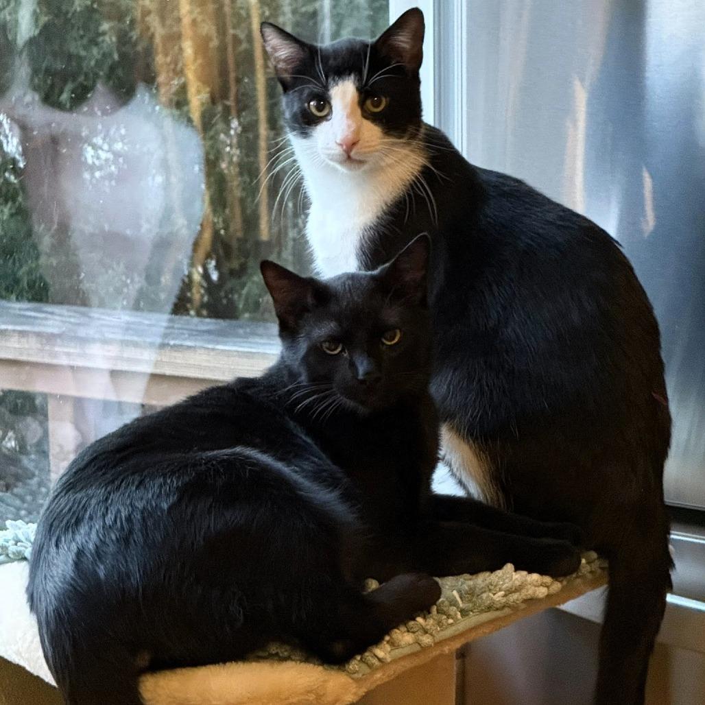 Thames, Adoptable, Young Male Domestic Short Hair.