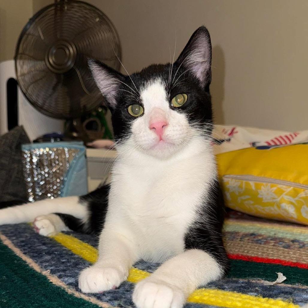 Thames, Adoptable, Young Male Domestic Short Hair.