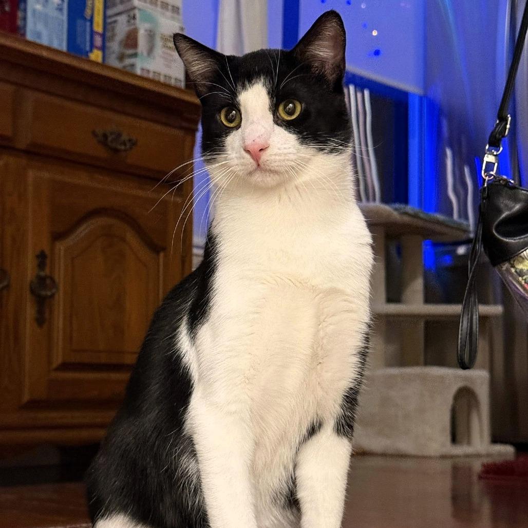 Enlarge Thames, a Adoptable Domestic Short Hair in Shawnee, KS image 4/5