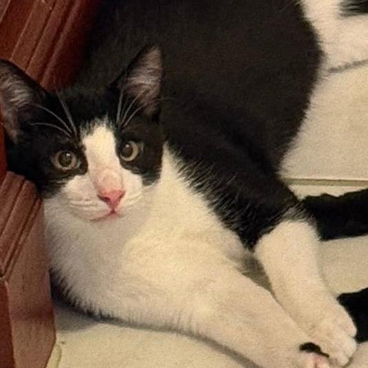 Thames, Adoptable, Young Male Domestic Short Hair.