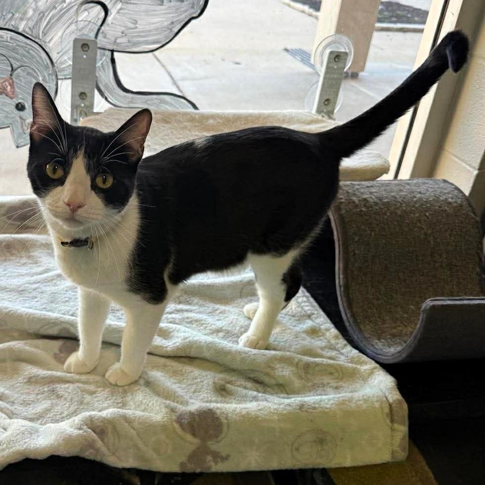 Thames, a Adoptable Domestic Short Hair in Shawnee, KS image 4/6