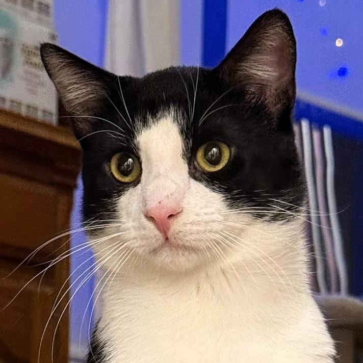 Enlarge Thames, a Adoptable Domestic Short Hair in Shawnee, KS image 5/5