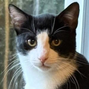 Thames, a Adoptable Domestic Short Hair in Shawnee, KS image 6/6