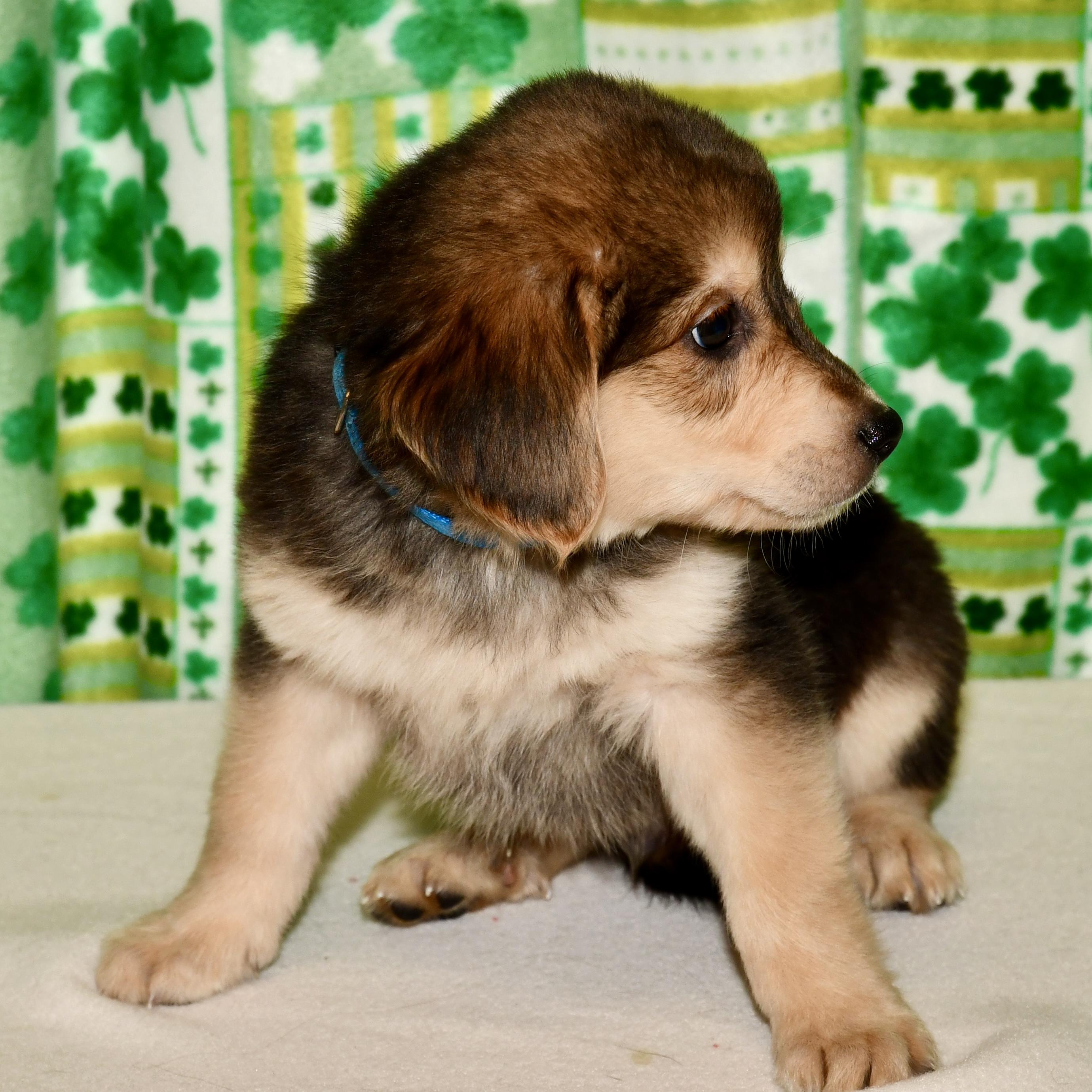 Enlarge Eugene, an adoptable mixed breed in Libertyville, IL image 3/3