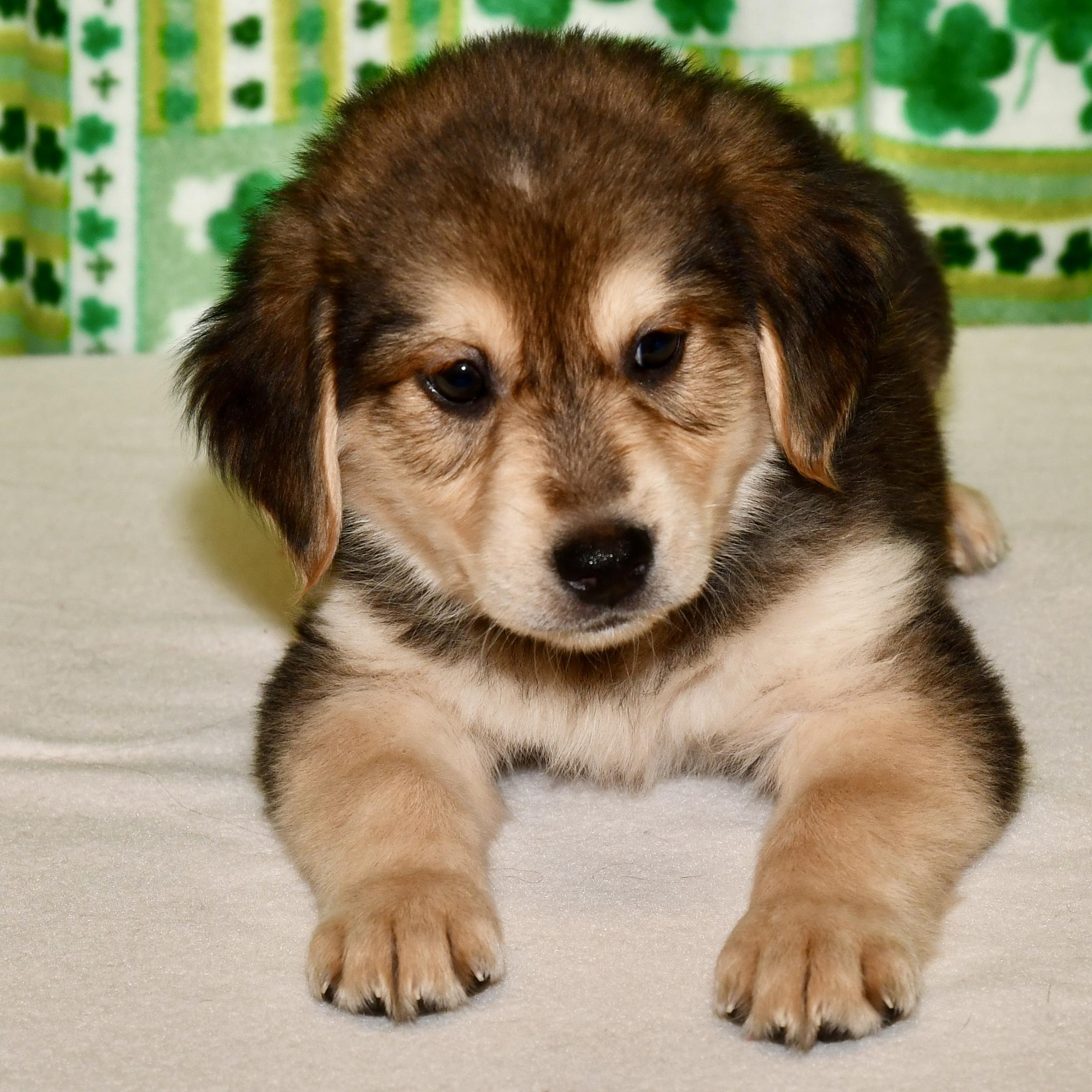 Enlarge Eugene, an adoptable mixed breed in Libertyville, IL image 1/3