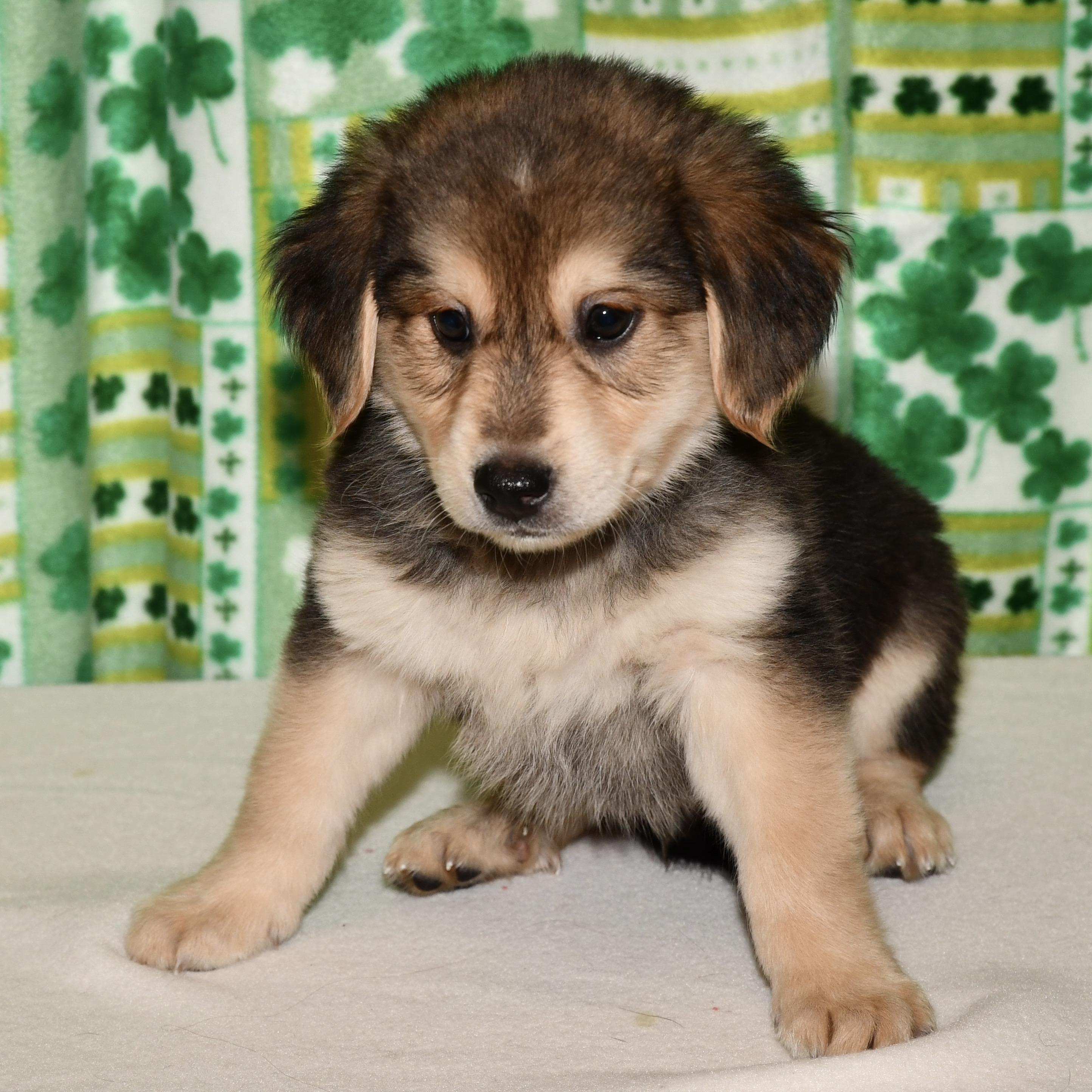 Enlarge Eugene, an adoptable mixed breed in Libertyville, IL image 2/3