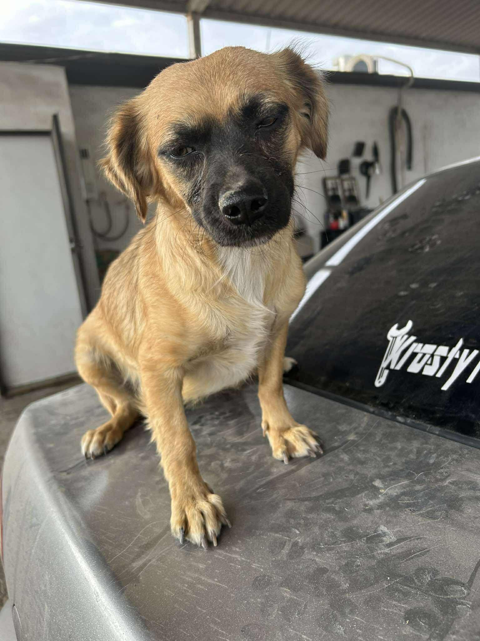 Willow, Adoptable, Adult Female Mixed Breed.