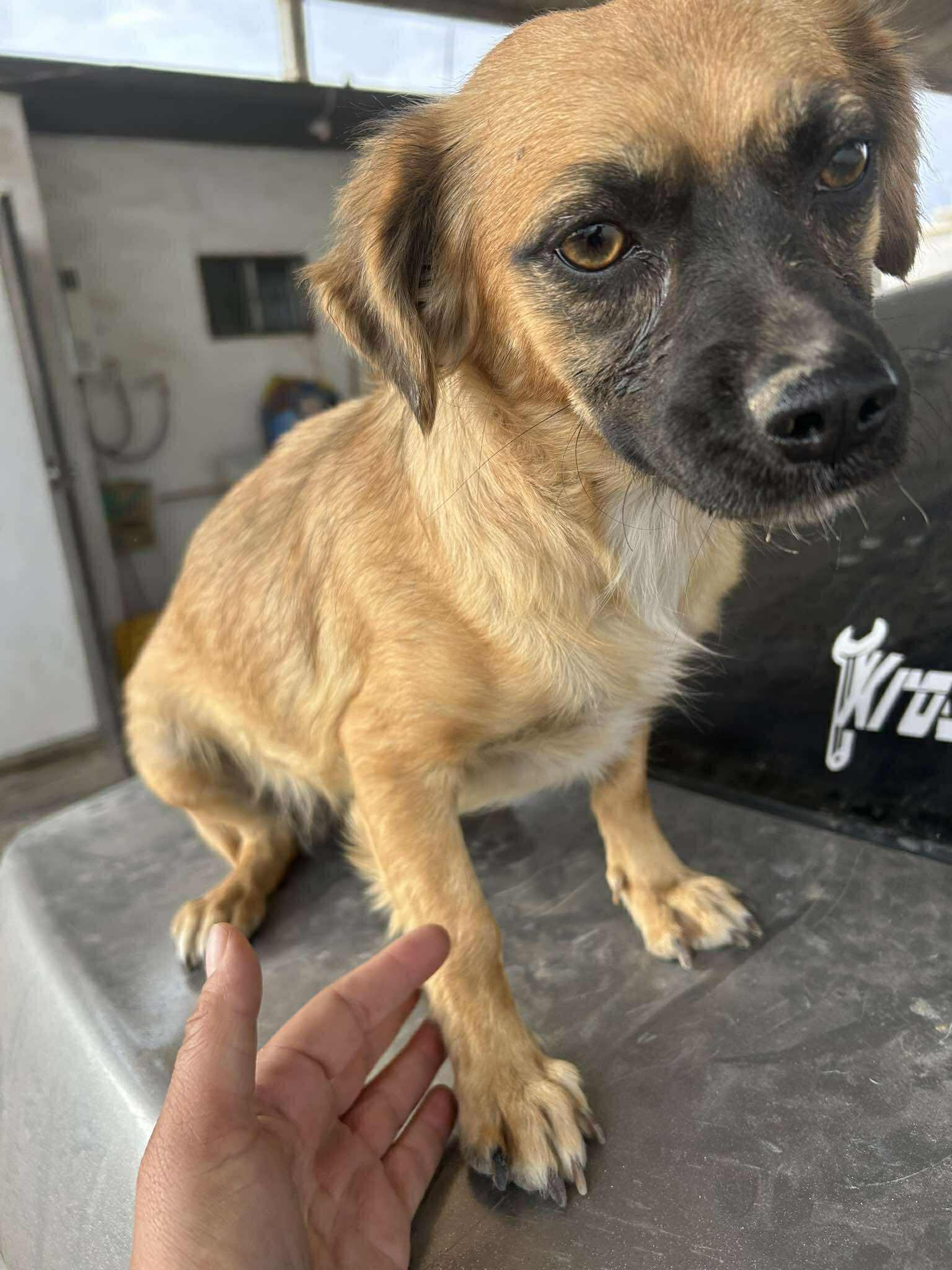 Enlarge Willow, a Adoptable mixed breed in Palm Desert, CA image 2/5