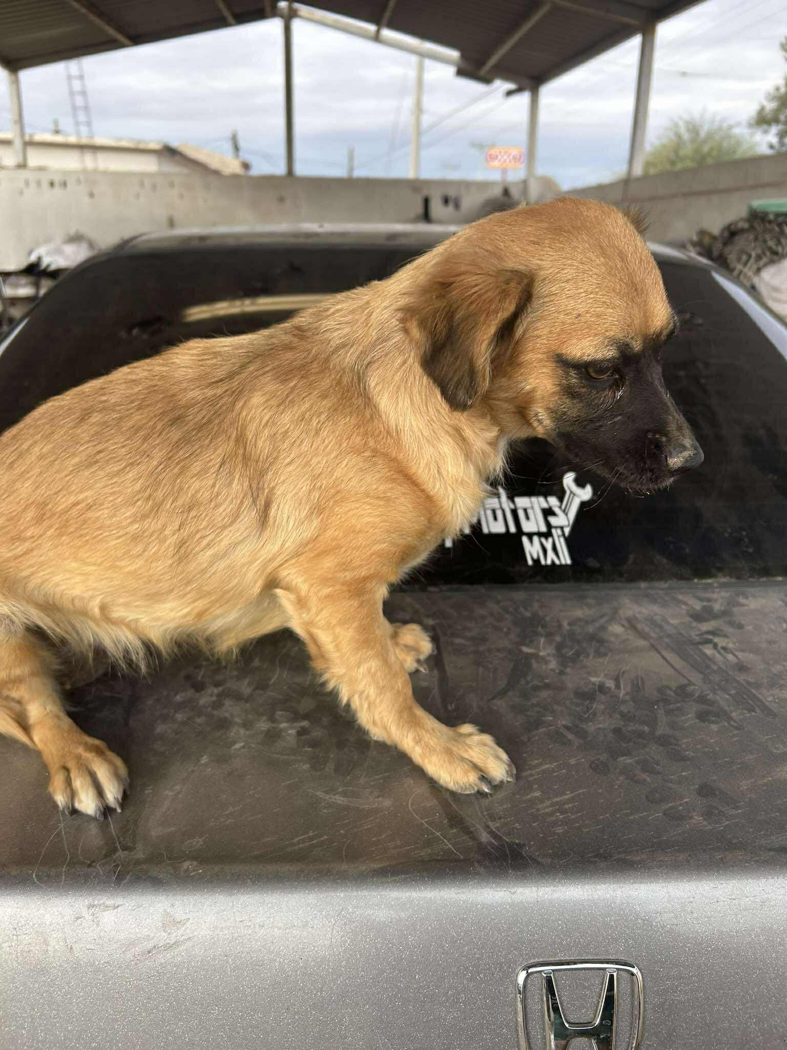 Enlarge Willow, a Adoptable mixed breed in Palm Desert, CA image 3/5